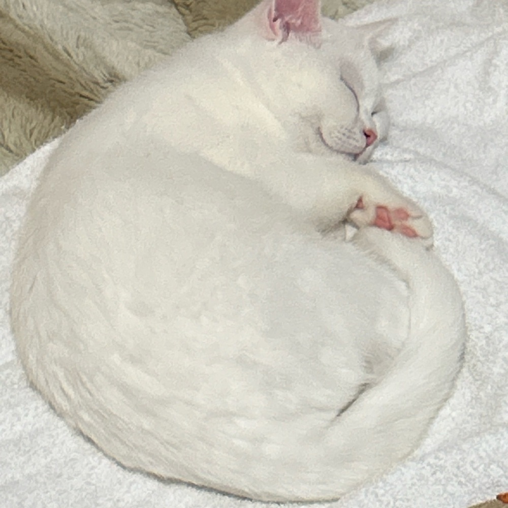 $3 shipping overage bundle,kitten not included . - Picture 3 of 3